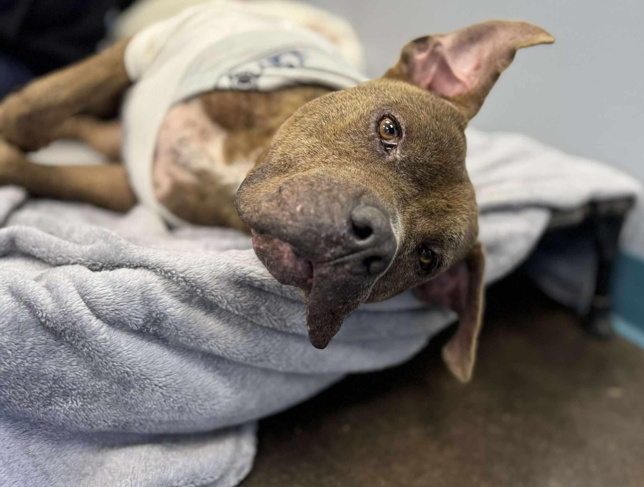 Enlarge Lucky, a Adoptable mixed breed in San Angelo , TX image 3/6