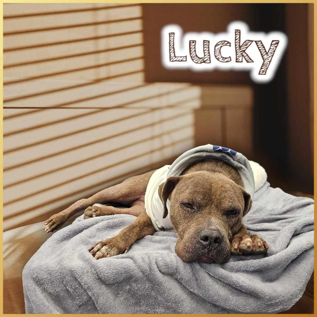 Enlarge Lucky, a Adoptable mixed breed in San Angelo , TX image 5/6