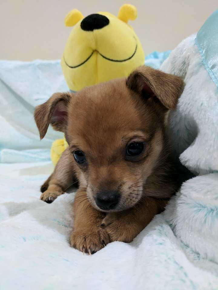 Ricky - Pending Adoption, Adopted, Puppy Male Chihuahua & Pomeranian.
