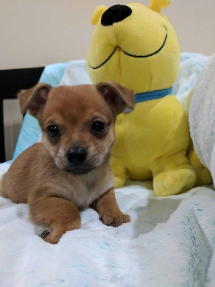 Enlarge Ricky - Pending Adoption, a Adopted mixed breed in Richmond, KY image 2/2