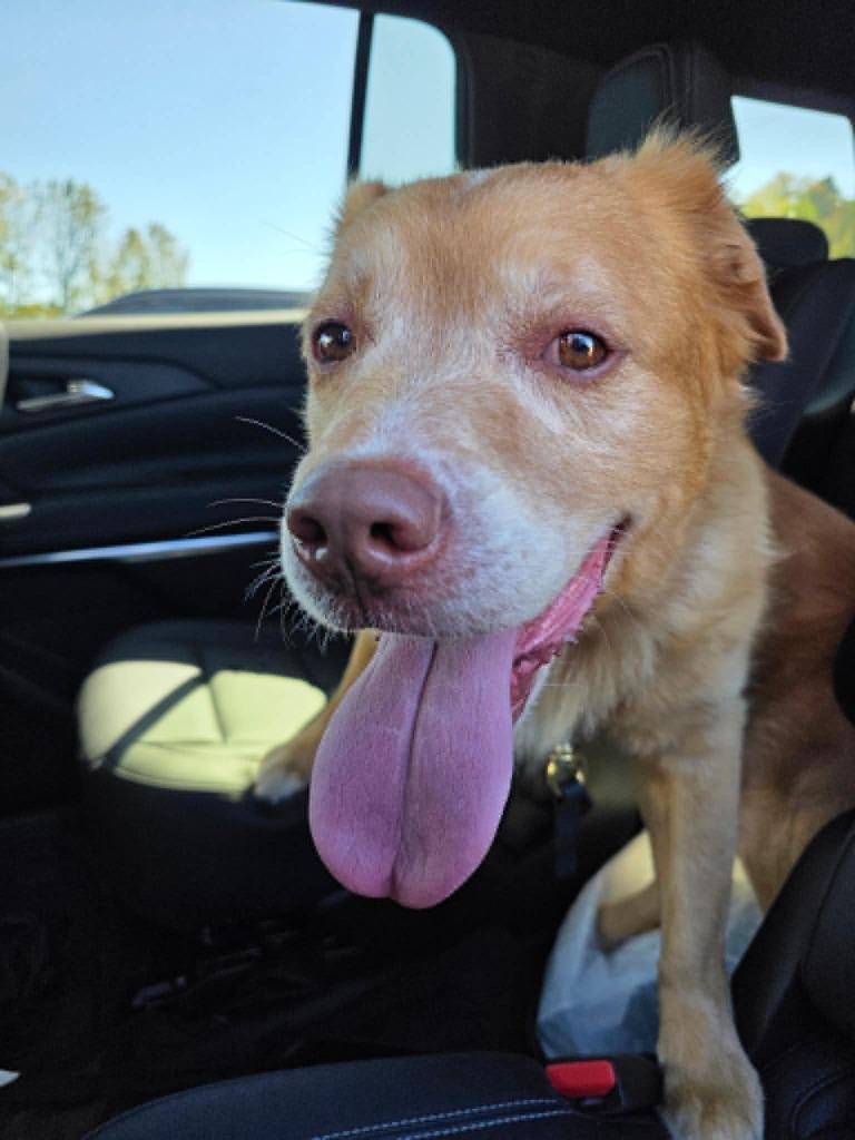 Enlarge Phineas, a Adoptable mixed breed in Hamilton, OH image 1/1