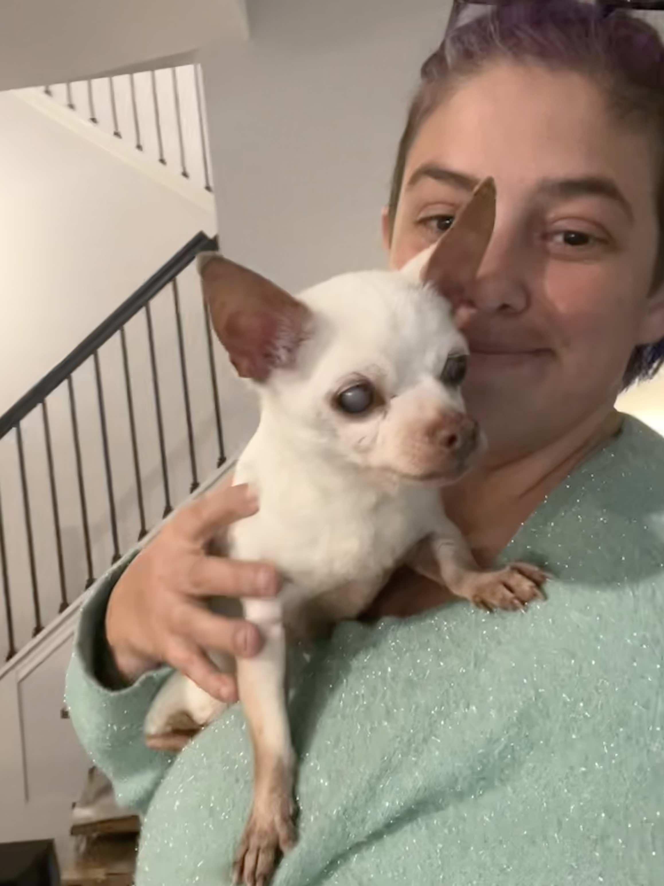 Barkley, a Adoptable Chihuahua in Austin, TX image 1/4