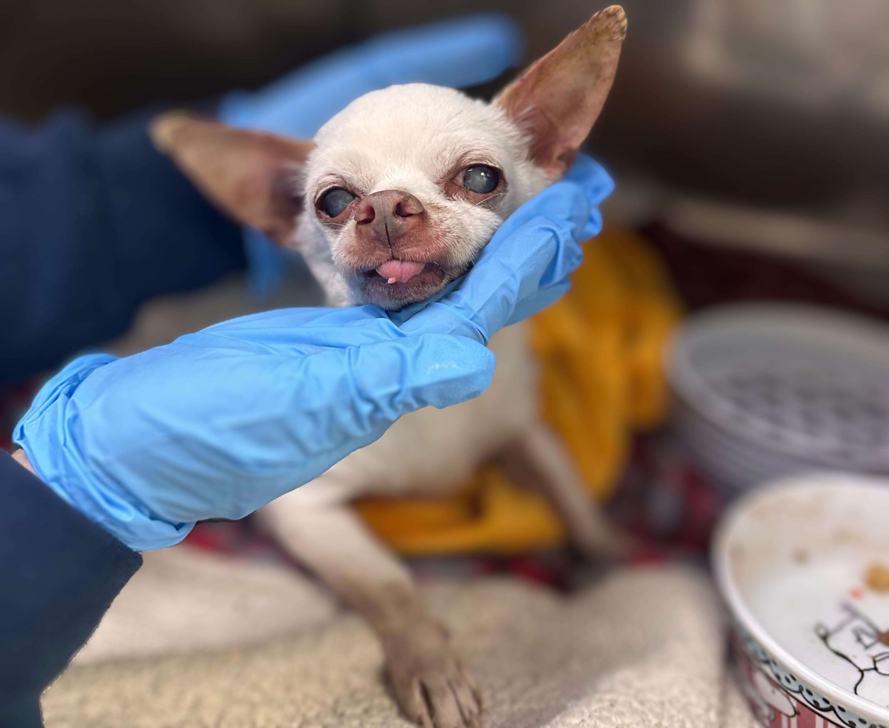 Barkley, a Adoptable Chihuahua in Austin, TX image 2/4