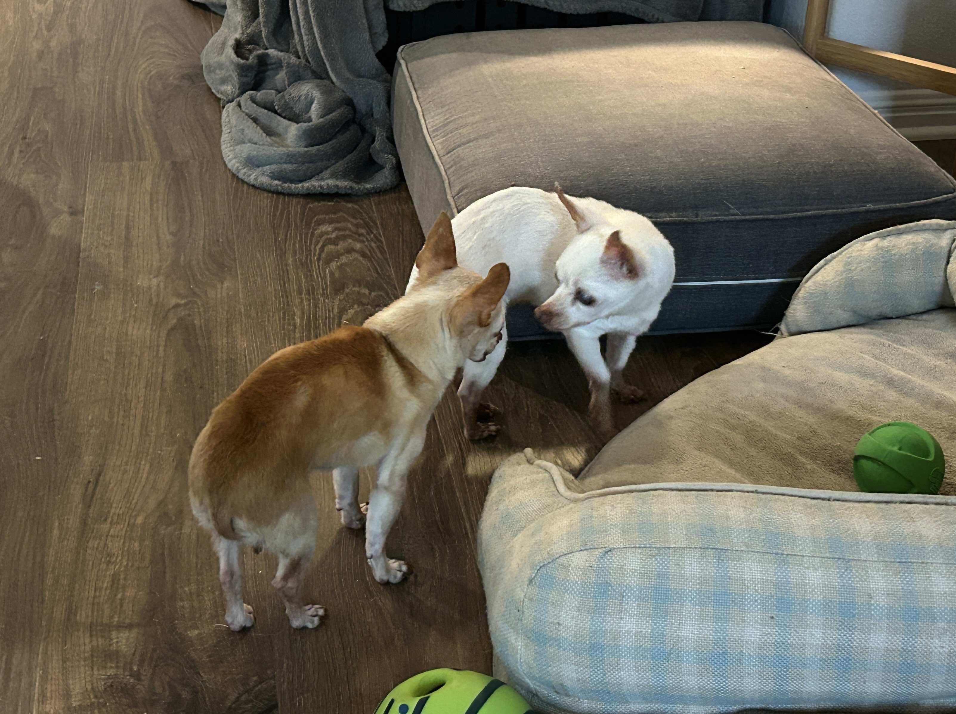 Barkley, a Adoptable Chihuahua in Austin, TX image 3/4