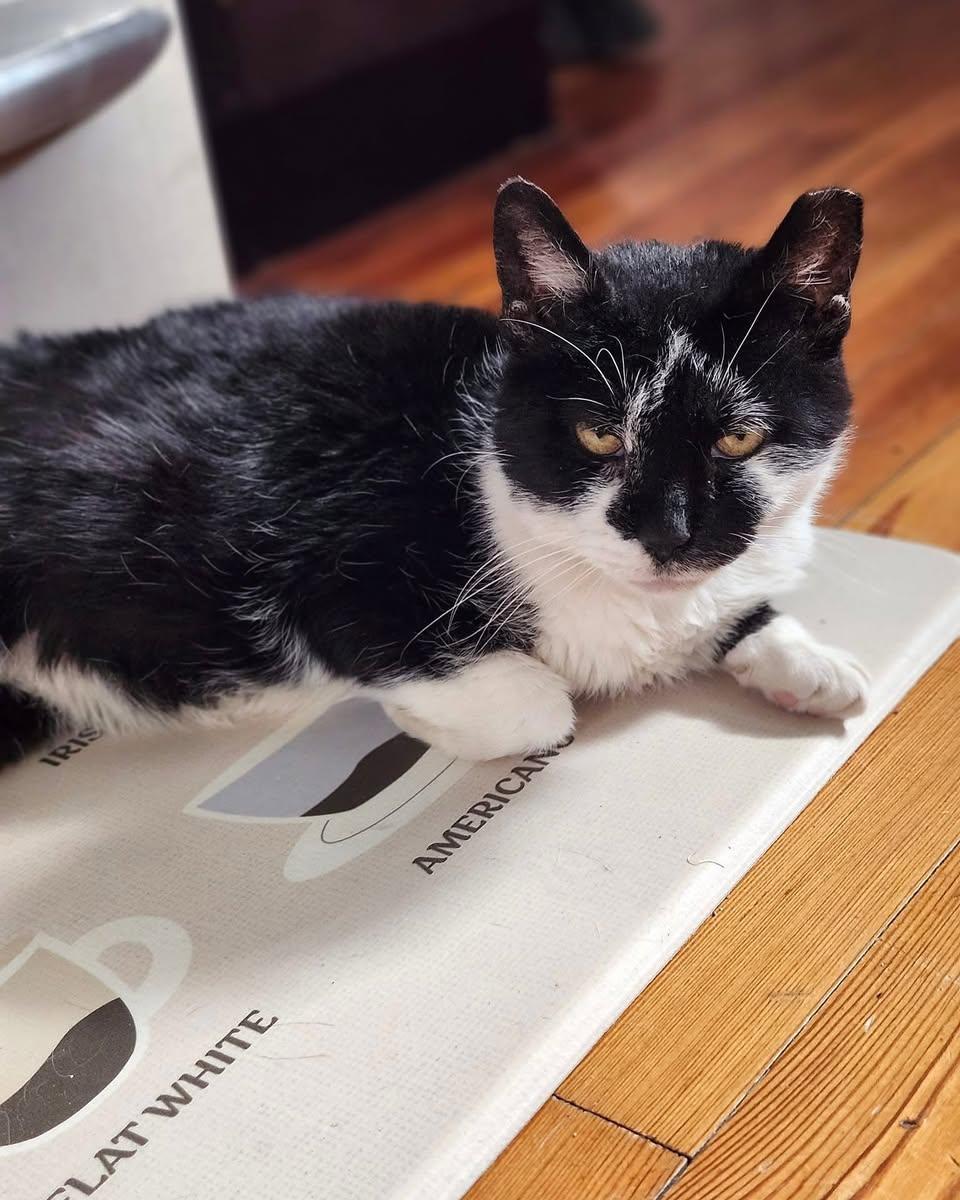 TOADSTOOL, Adoptable, Senior Female Domestic Short Hair.