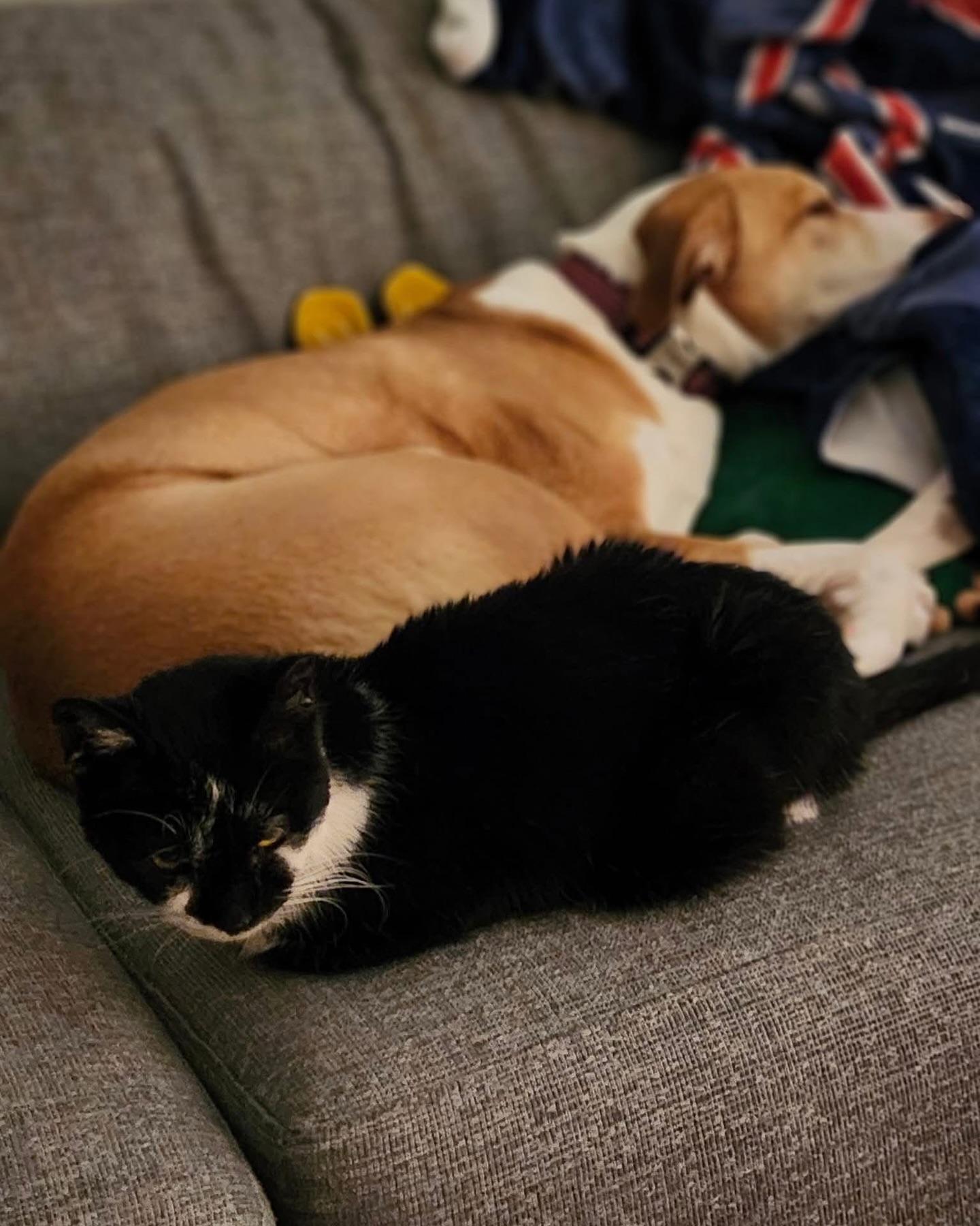 Enlarge TOADSTOOL, a Adoptable Domestic Short Hair in Philadelphia, PA image 5/5