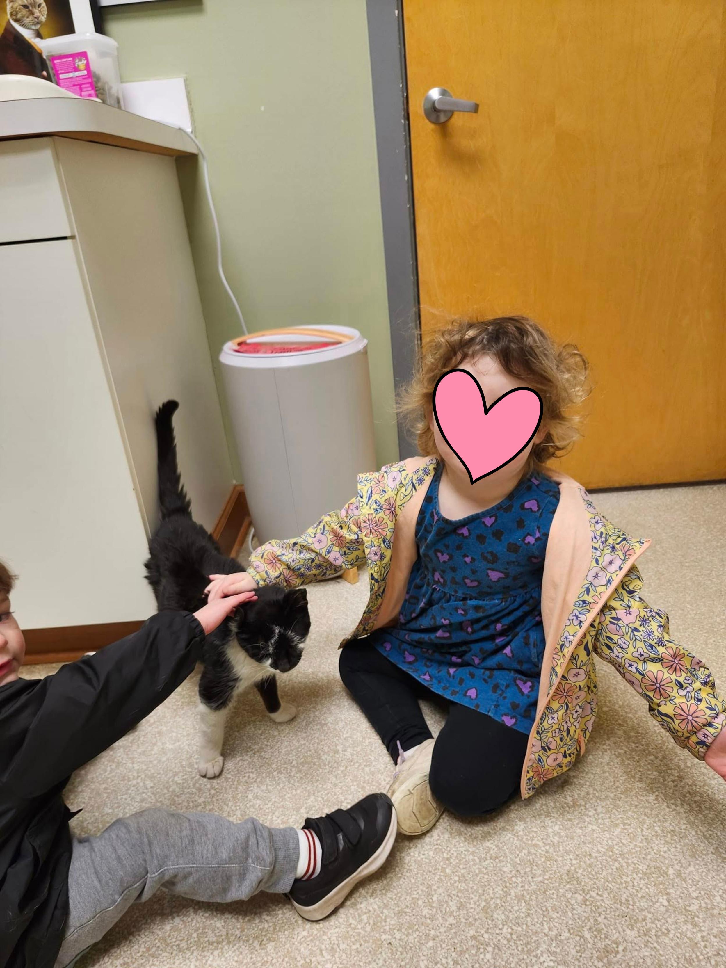 Enlarge TOADSTOOL, a Adoptable Domestic Short Hair in Philadelphia, PA image 2/5