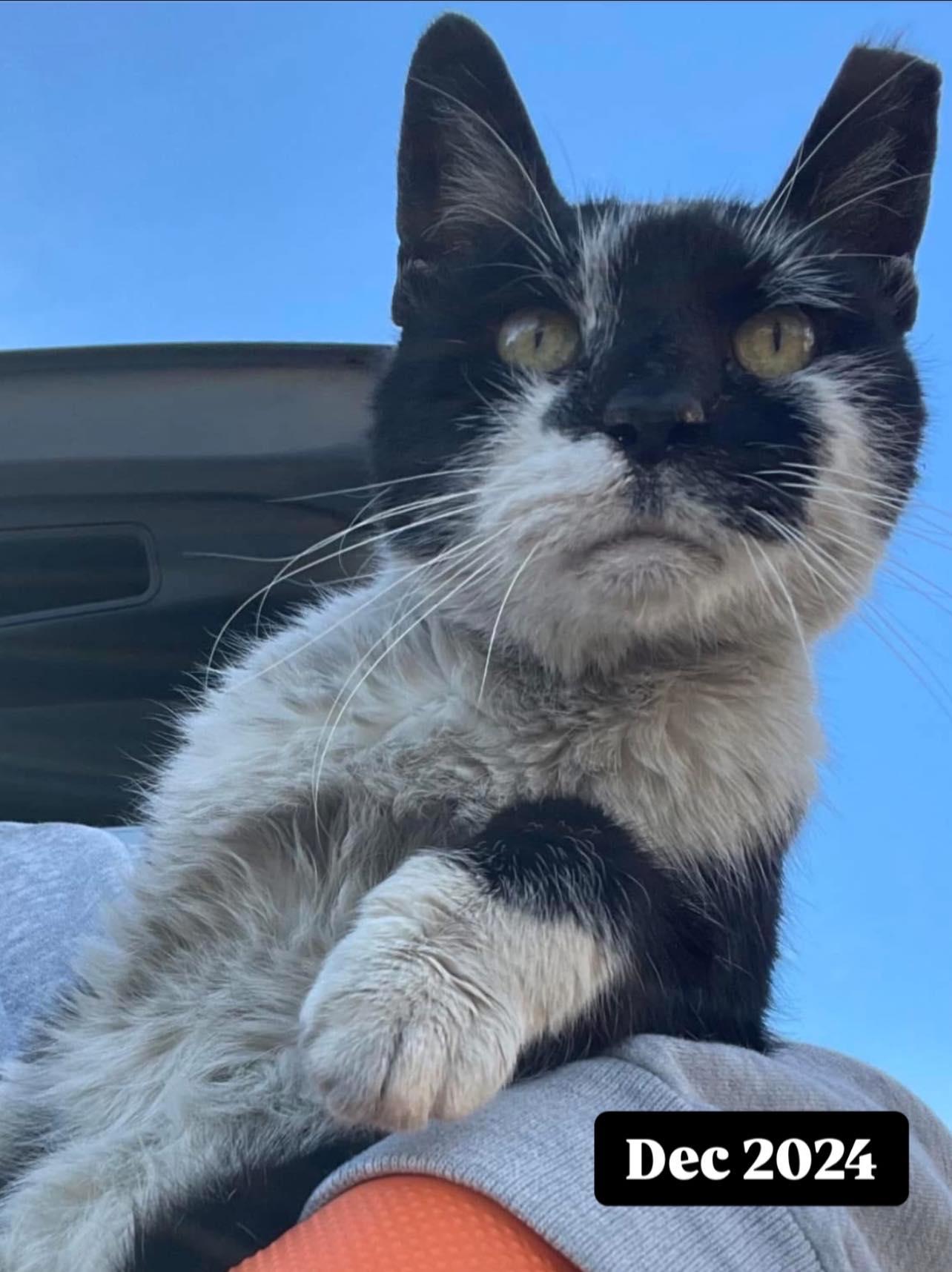 Enlarge TOADSTOOL, a Adoptable Domestic Short Hair in Philadelphia, PA image 3/5