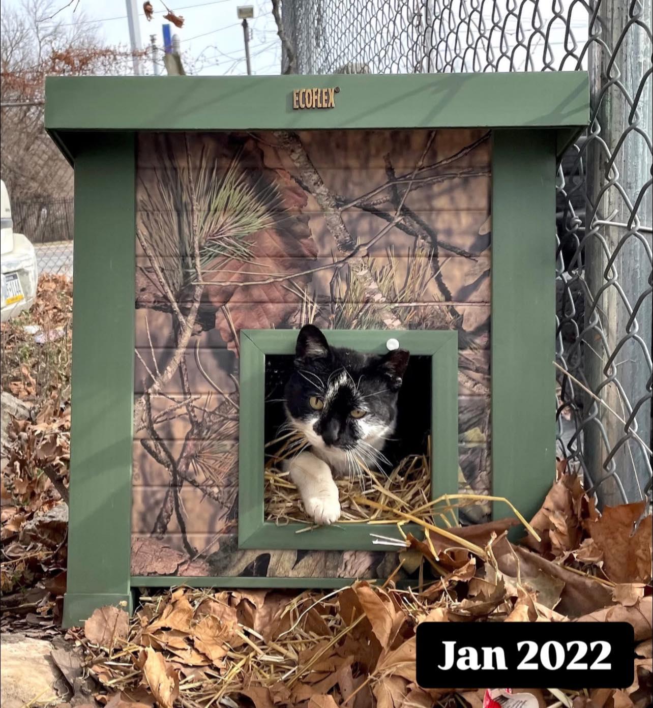 Enlarge TOADSTOOL, a Adoptable Domestic Short Hair in Philadelphia, PA image 4/5