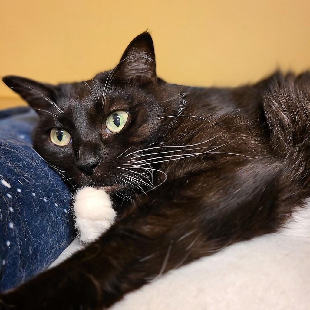 Enlarge Joy, a Adoptable Domestic Short Hair in Naples, FL image 1/2