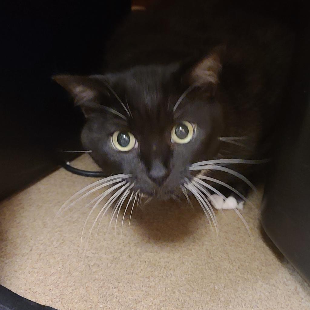 Enlarge Joy, a Adoptable Domestic Short Hair in Naples, FL image 2/2