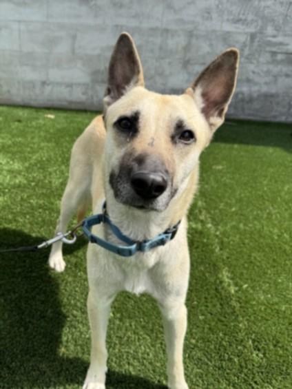 Enlarge MAGGY, a Adoptable German Shepherd Dog in Los Angeles, CA image 1/1