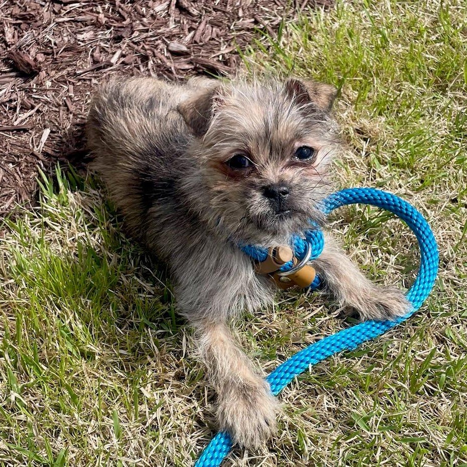 Cupcake, adopted, Puppy Female Shih Tzu & Chihuahua.