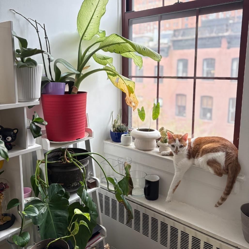 Manuel, Adoptable, Adult Male Domestic Short Hair.