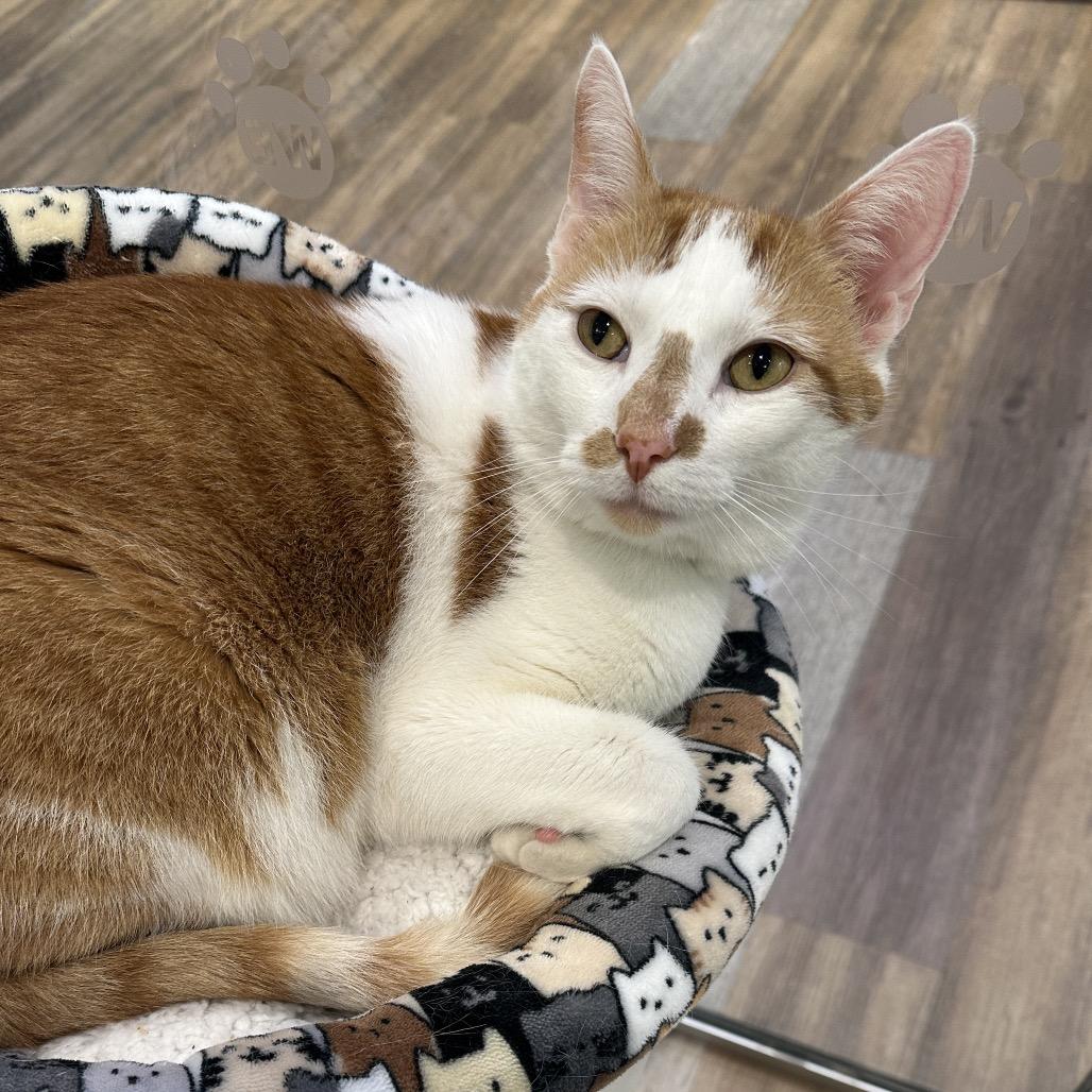 Manuel, Adoptable, Adult Male Domestic Short Hair.