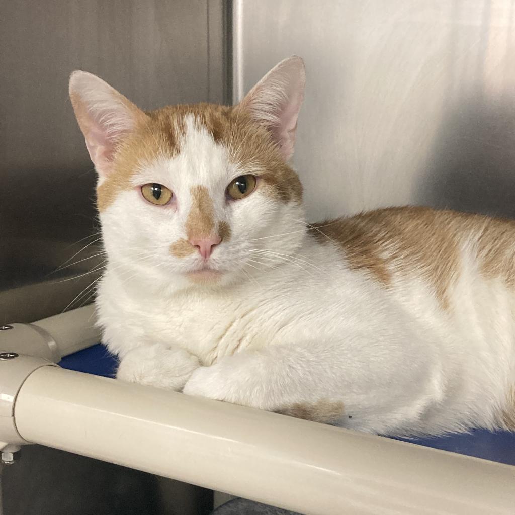 Enlarge Manuel, a Adoptable Domestic Short Hair in New York, NY image 2/6