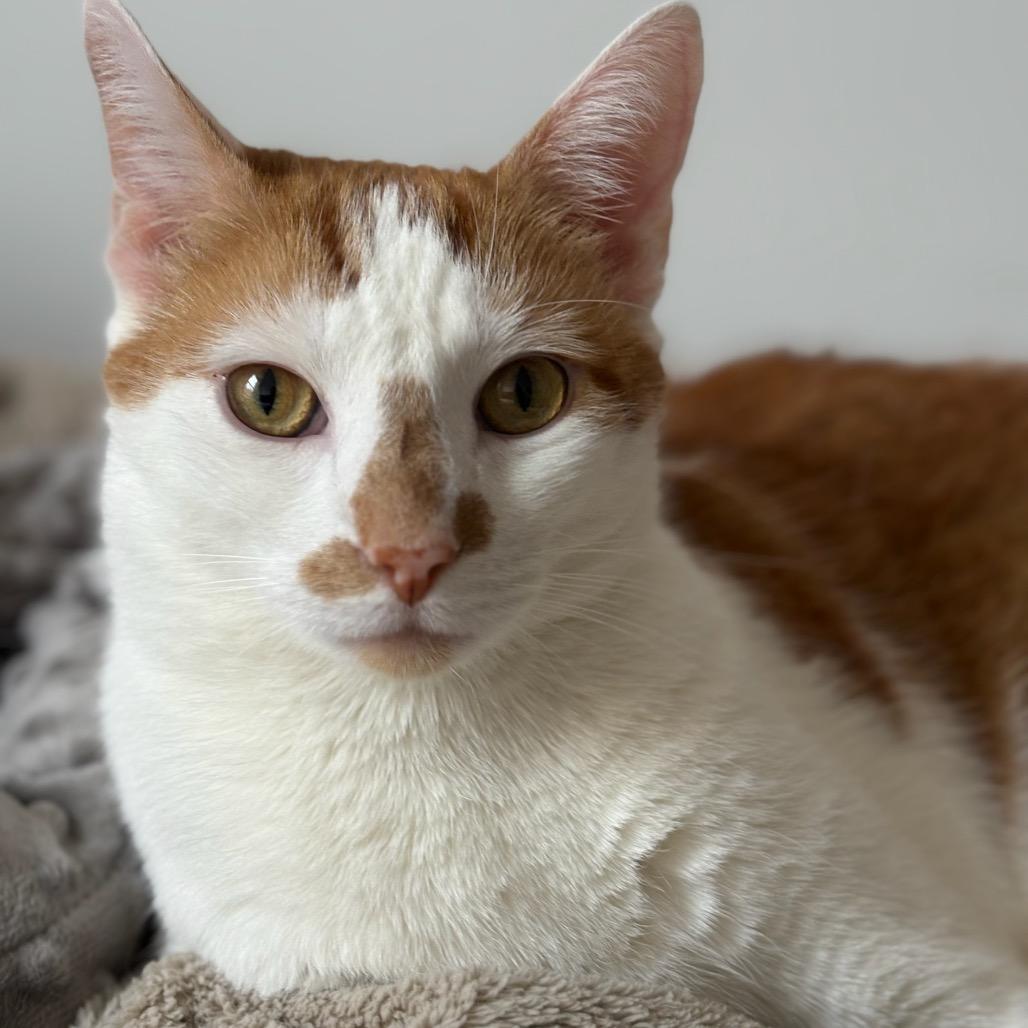 Enlarge Manuel, a Adoptable Domestic Short Hair in New York, NY image 3/6