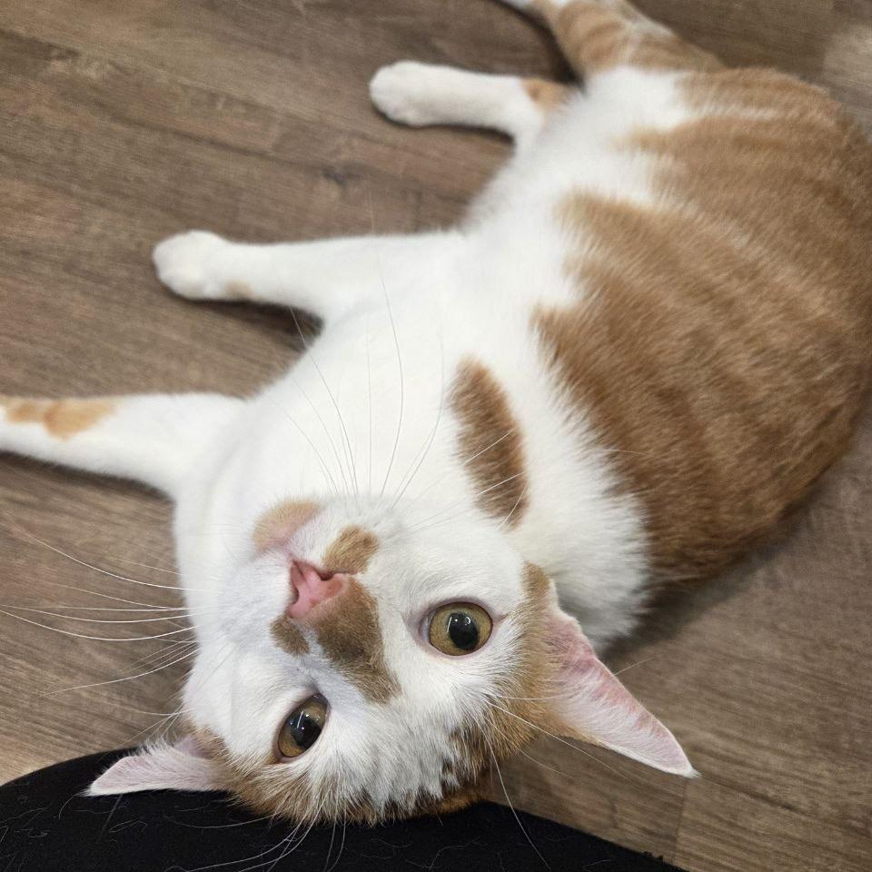 Enlarge Manuel, a Adoptable Domestic Short Hair in New York, NY image 4/6