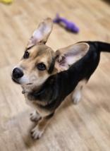 Enlarge Archie, a ADOPTABLE mixed breed in Woodstock, IL image 2/3