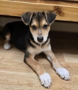 Enlarge Archie, a ADOPTABLE mixed breed in Woodstock, IL image 2/3