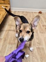 Enlarge Archie, a ADOPTABLE mixed breed in Woodstock, IL image 3/3