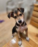 Enlarge Archie, a ADOPTABLE mixed breed in Woodstock, IL image 1/3