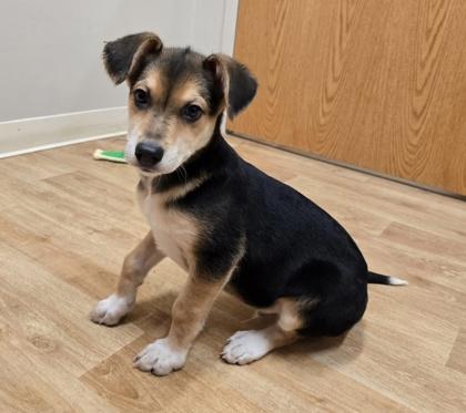 Enlarge Archie, a ADOPTABLE mixed breed in Woodstock, IL image 3/3