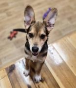 Enlarge Archie, a ADOPTABLE mixed breed in Woodstock, IL image 1/3