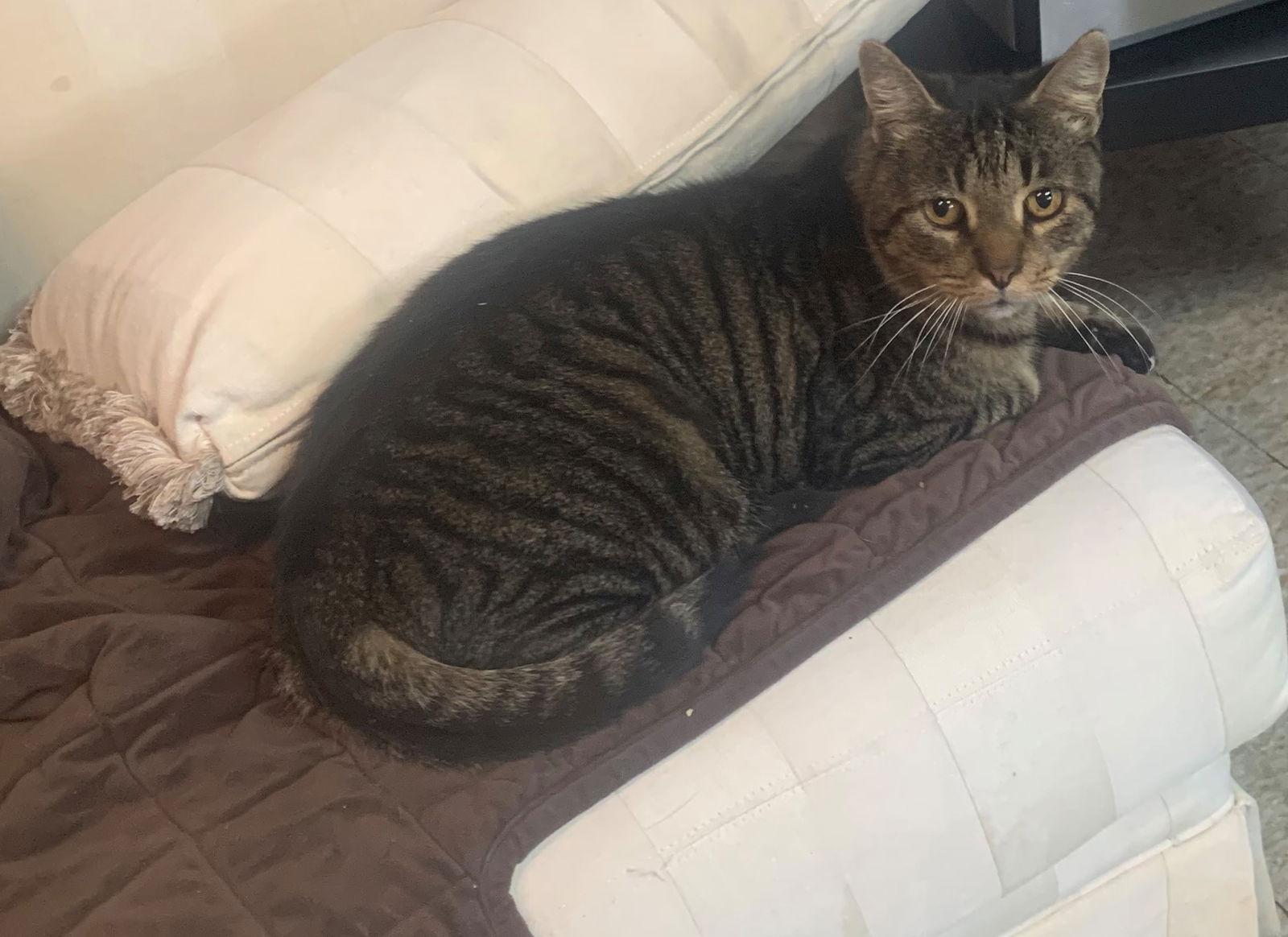 Simon, Adoptable, Adult Male Domestic Short Hair.