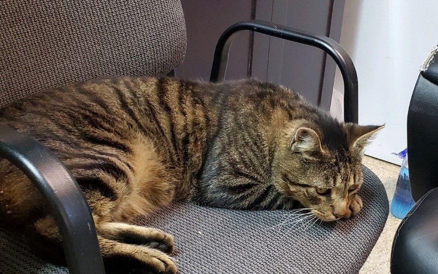 Enlarge Simon, a Adoptable Domestic Short Hair in Spring Lake, NJ image 2/2