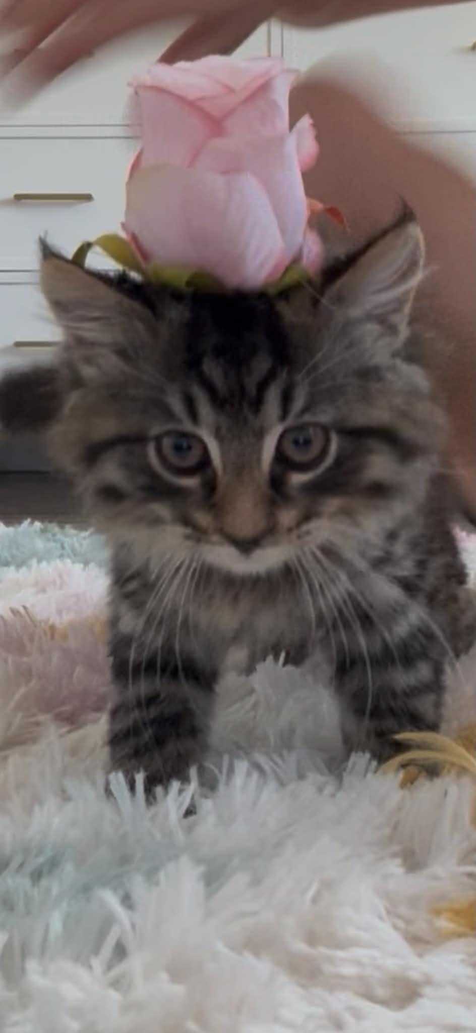Teddy, an adopted Domestic Long Hair in Wading River, NY image 2/2