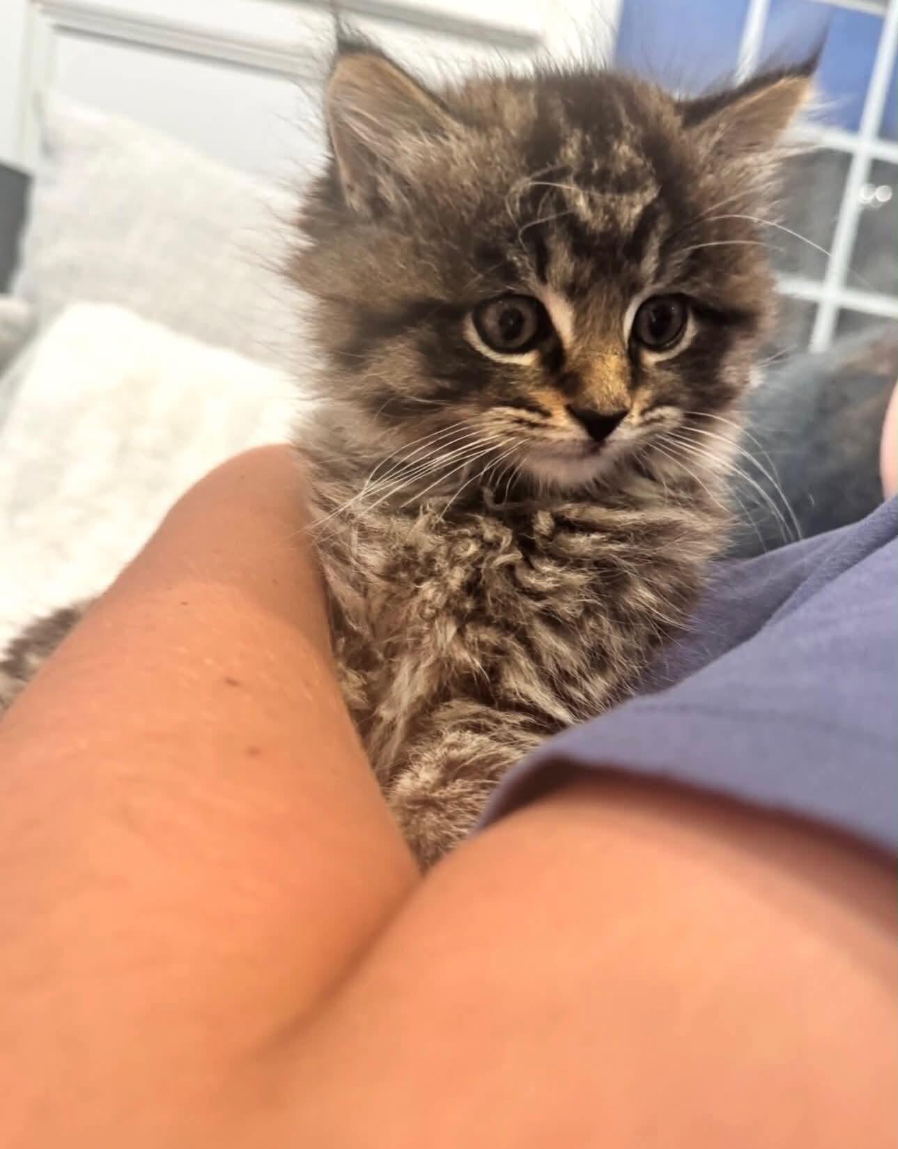 Teddy, adopted, Kitten Male Domestic Long Hair.