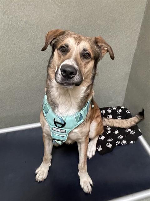 BUSTER, Adoptable, Adult Male German Shepherd Dog & Anatolian Shepherd.