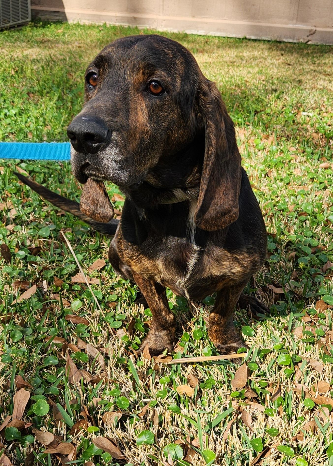 Bleu, an adoptable Basset Hound in Baton Rouge, LA image 1/4