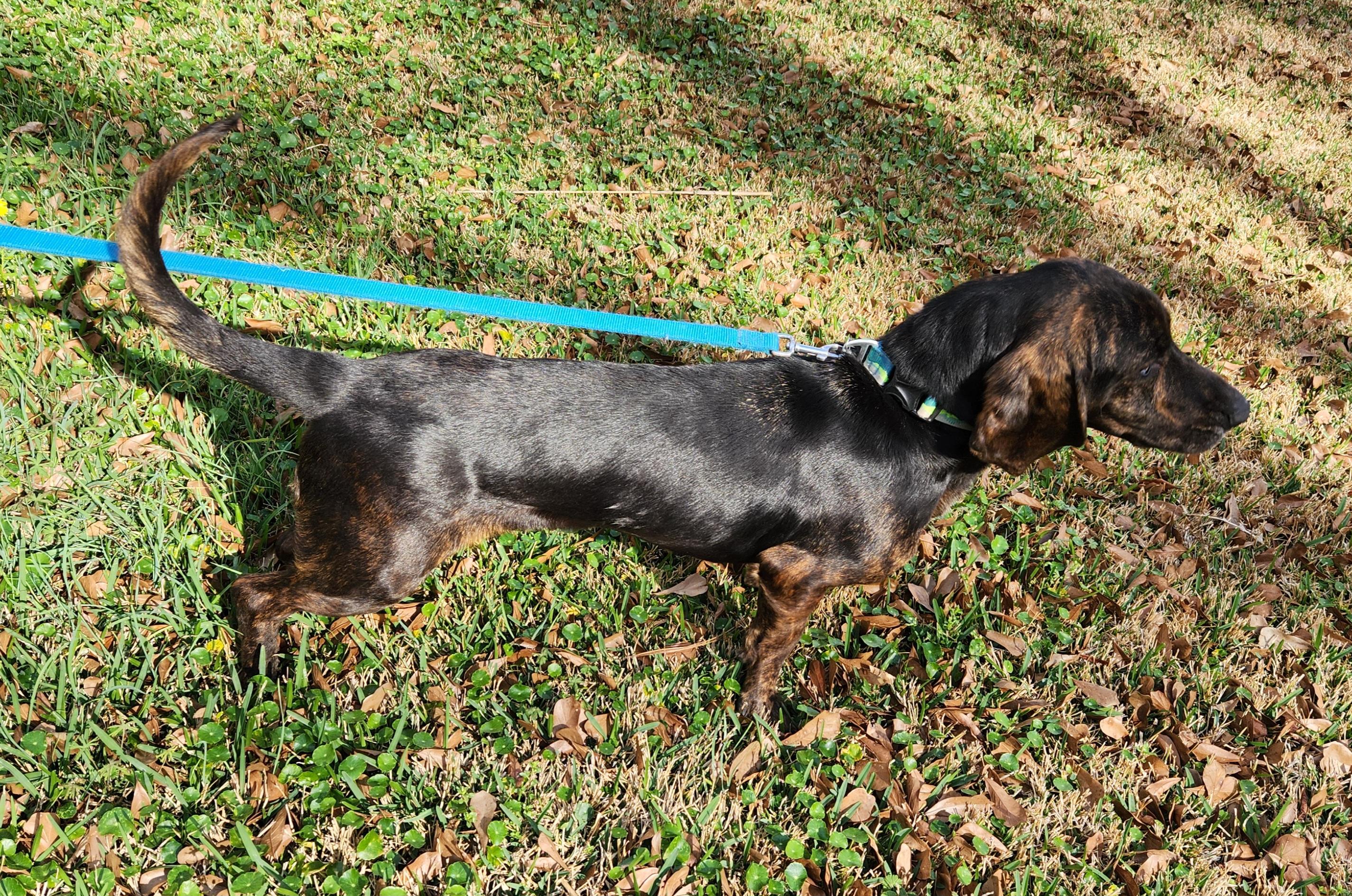 Bleu, an adoptable Basset Hound in Baton Rouge, LA image 2/4