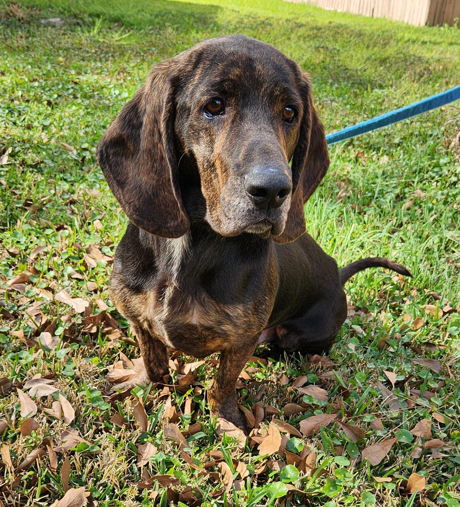 Bleu, an adoptable Basset Hound in Baton Rouge, LA image 3/4