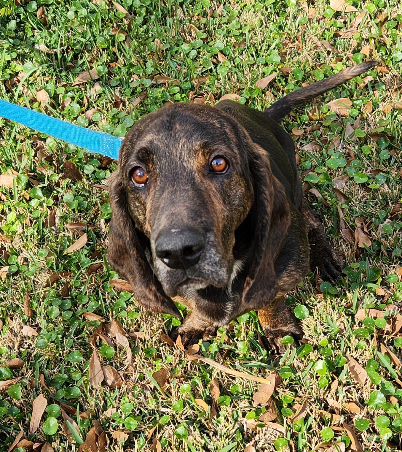 Bleu, an adoptable Basset Hound in Baton Rouge, LA image 4/4
