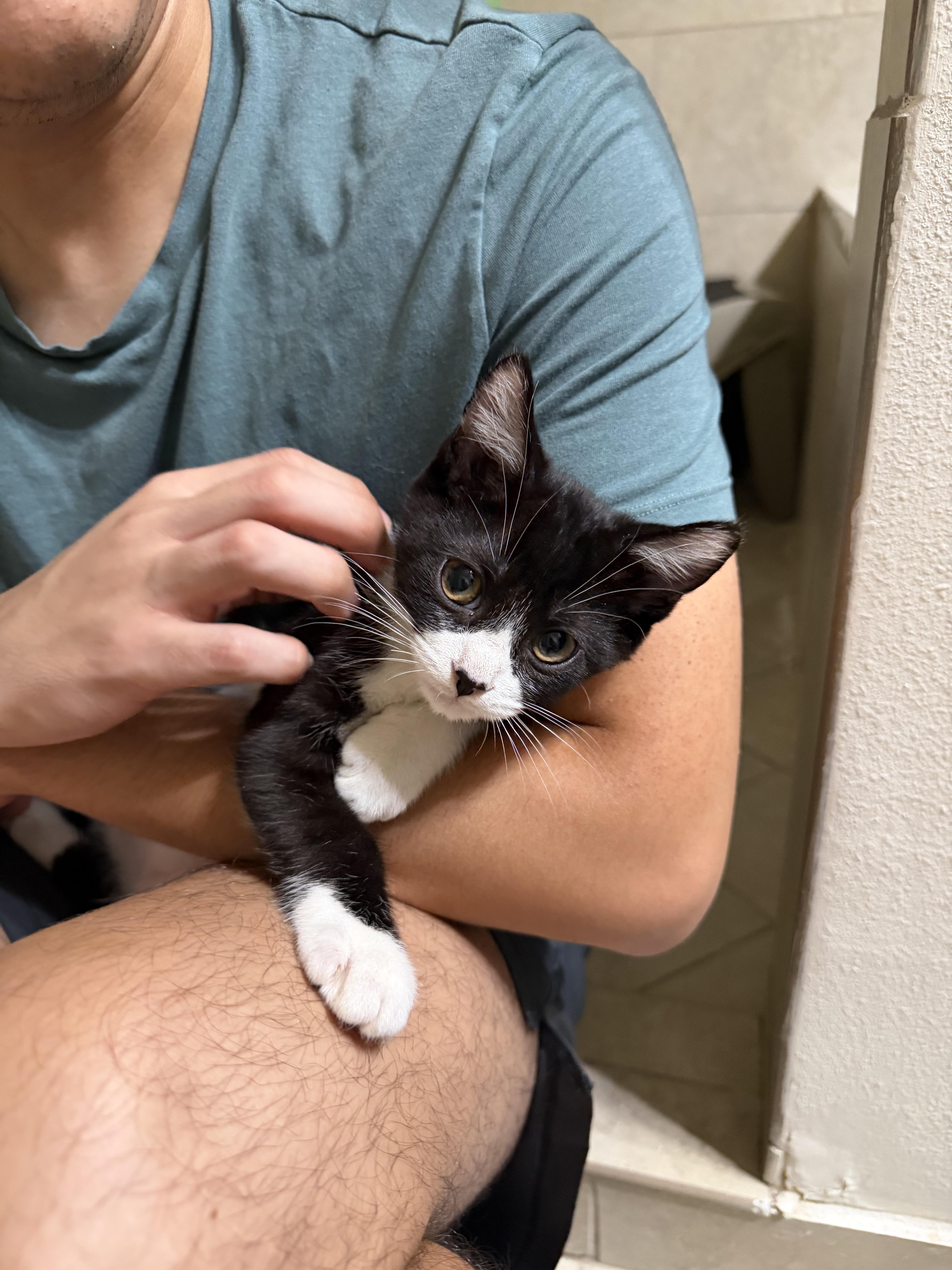 Enlarge Huey, a ADOPTABLE Domestic Short Hair in Boston, MA image 2/5