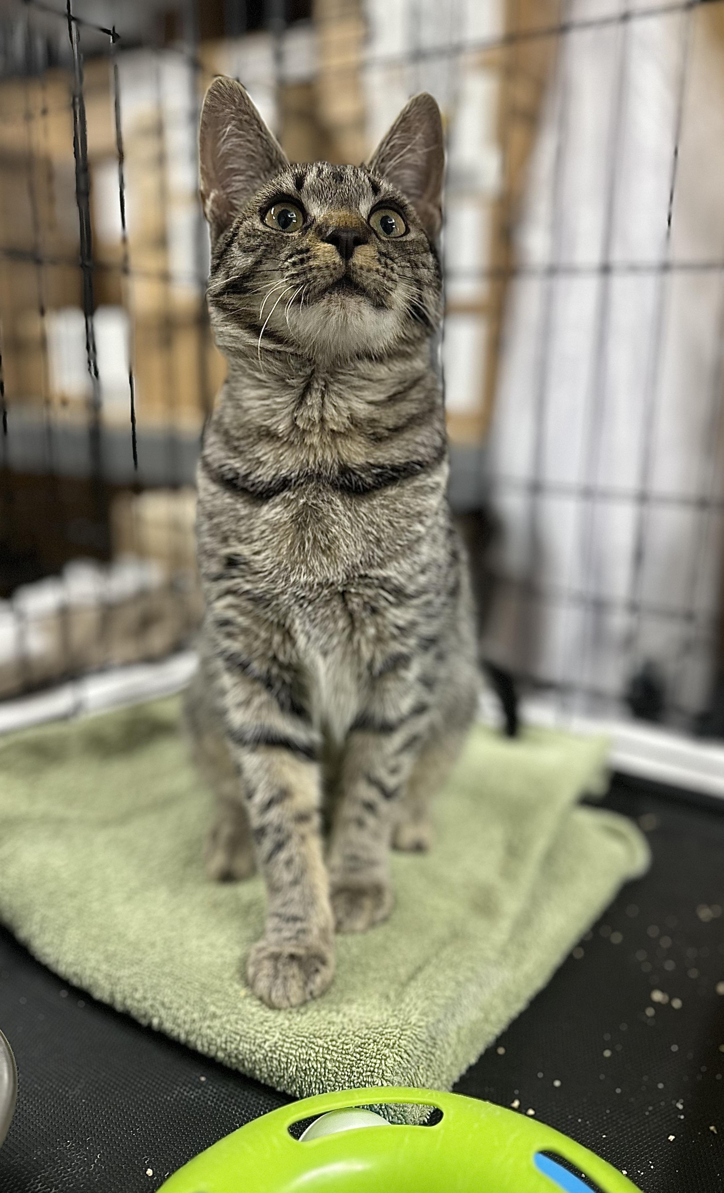 Riley, an adopted Domestic Short Hair in Pleasantville, NJ image 3/3