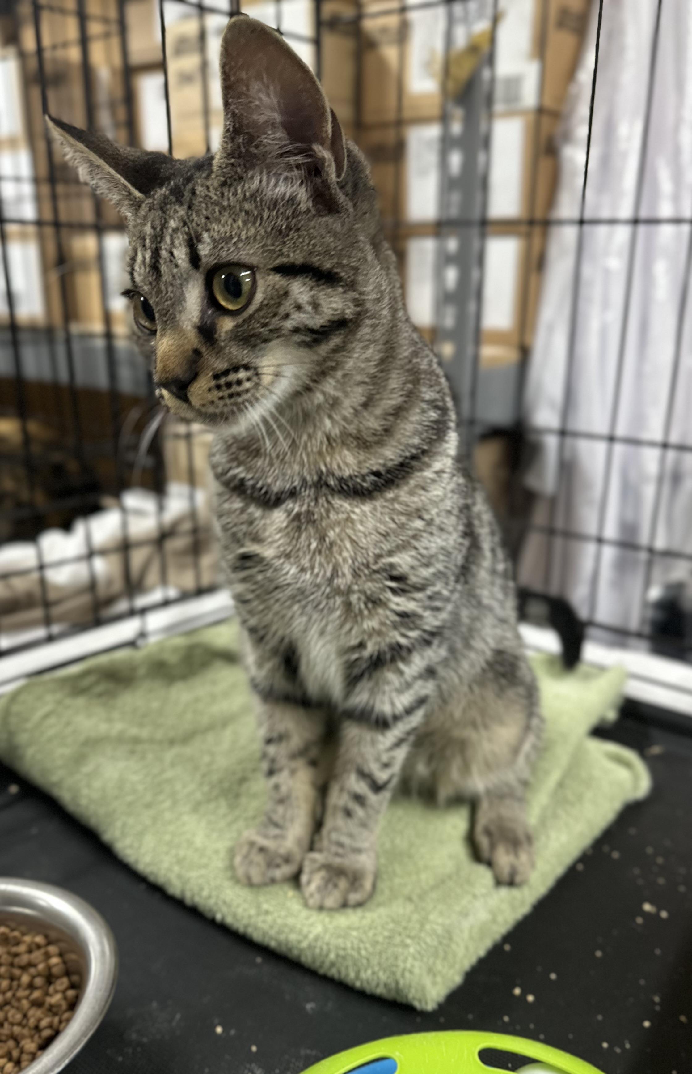 Riley, an adopted Domestic Short Hair in Pleasantville, NJ image 2/3