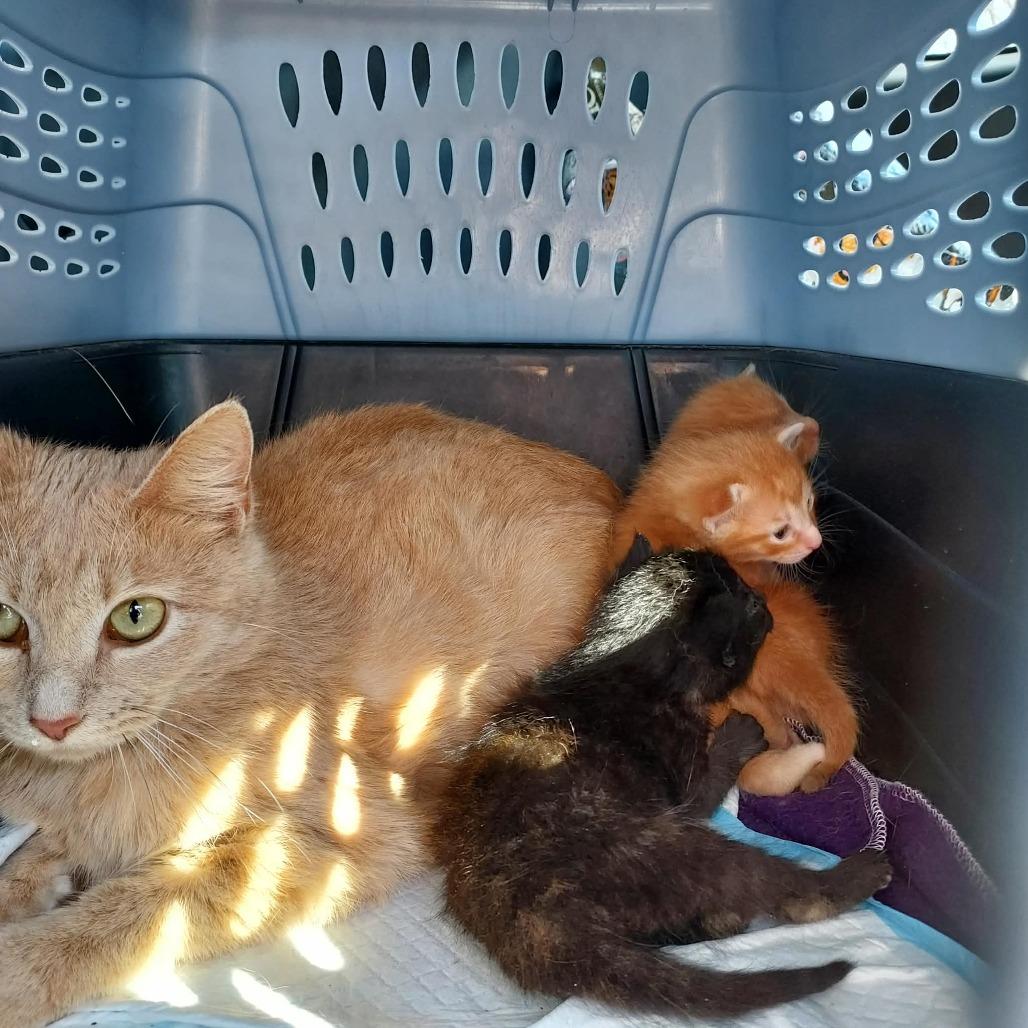 Sriracha, Adoptable, Young Female Domestic Short Hair.