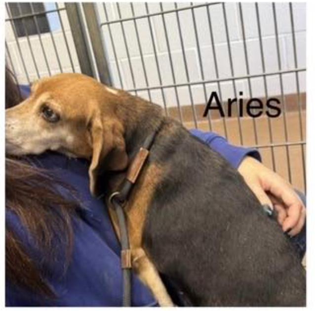 Enlarge Aries III, a Adopted Beagle in Tampa, FL image 1/1