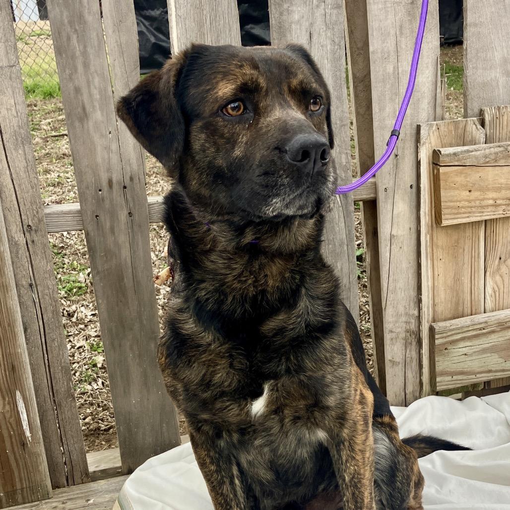 Enlarge Richard, a Adoptable mixed breed in Pulaski, TN image 1/3