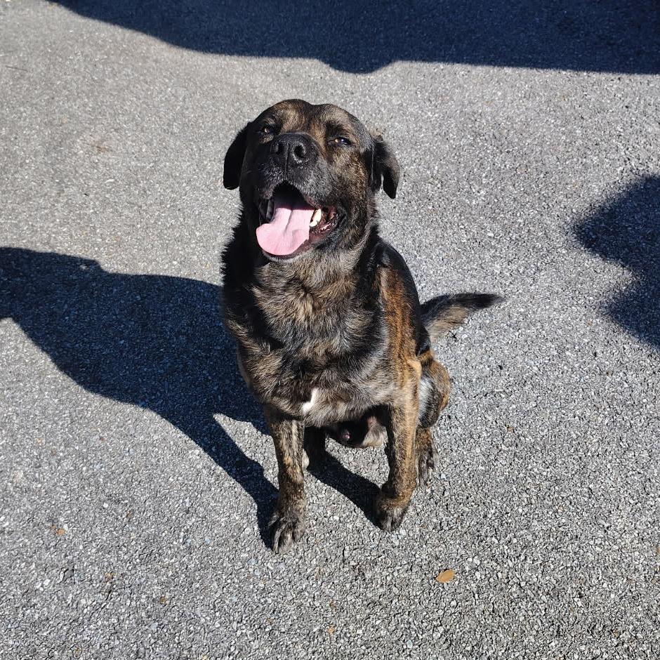 Enlarge TNGC-Stray-1084, a Adoptable mixed breed in Pulaski, TN image 1/1