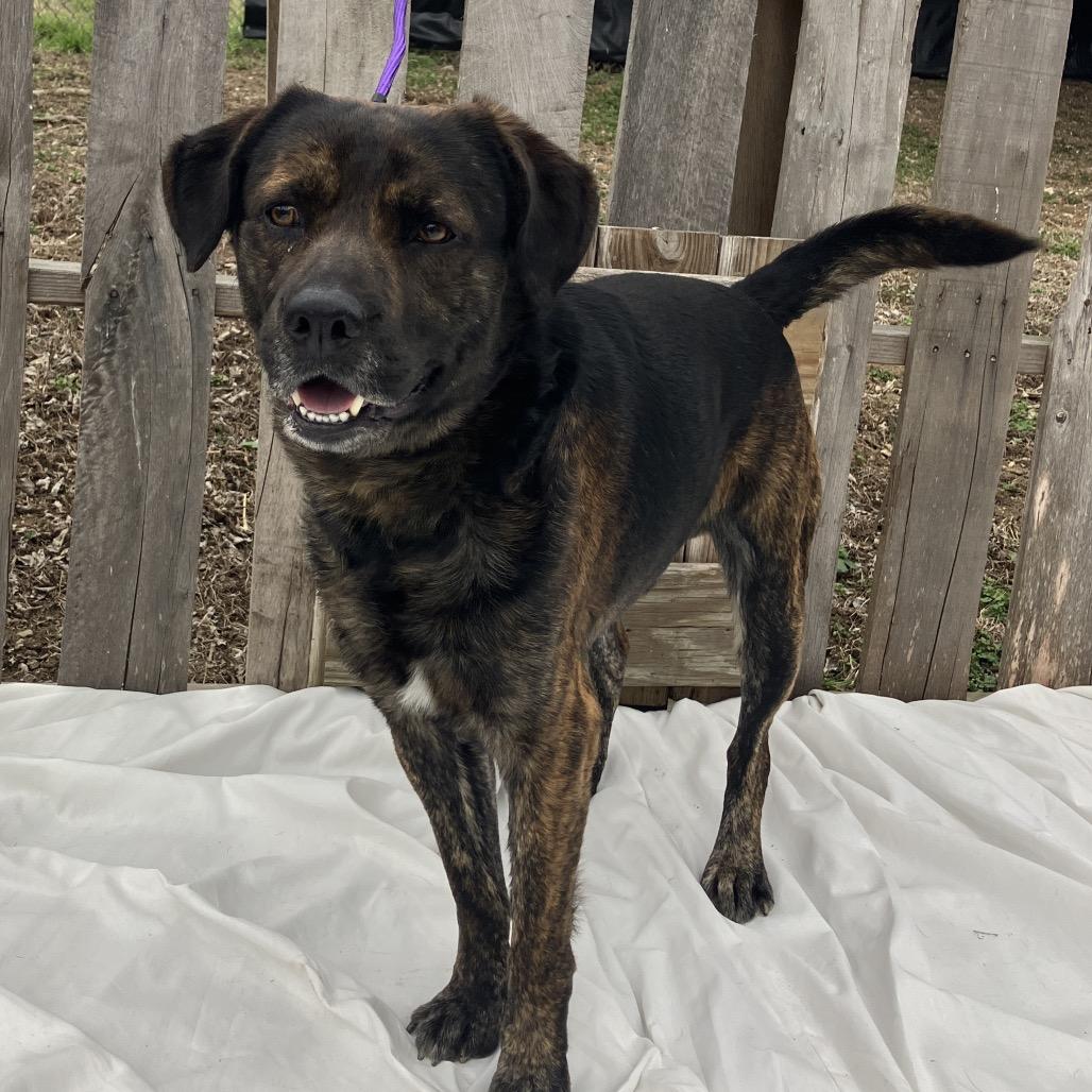 Enlarge Richard, a Adoptable mixed breed in Pulaski, TN image 2/3