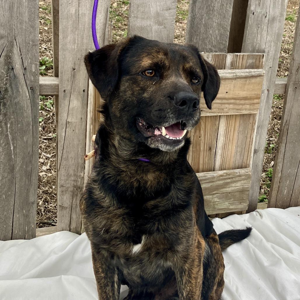 Enlarge Richard, a Adoptable mixed breed in Pulaski, TN image 3/3