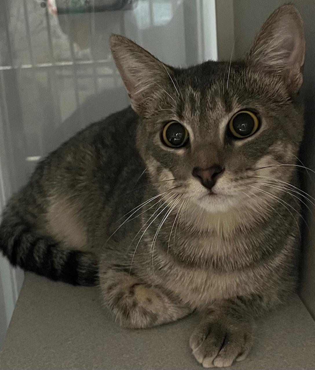 Enlarge Rogue, a ADOPTABLE Domestic Short Hair in Webster City, IA image 1/1