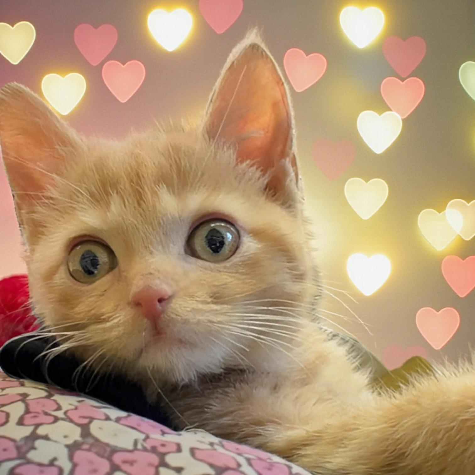 Frankie, an adopted Domestic Short Hair in Richmond, KY image 1/2