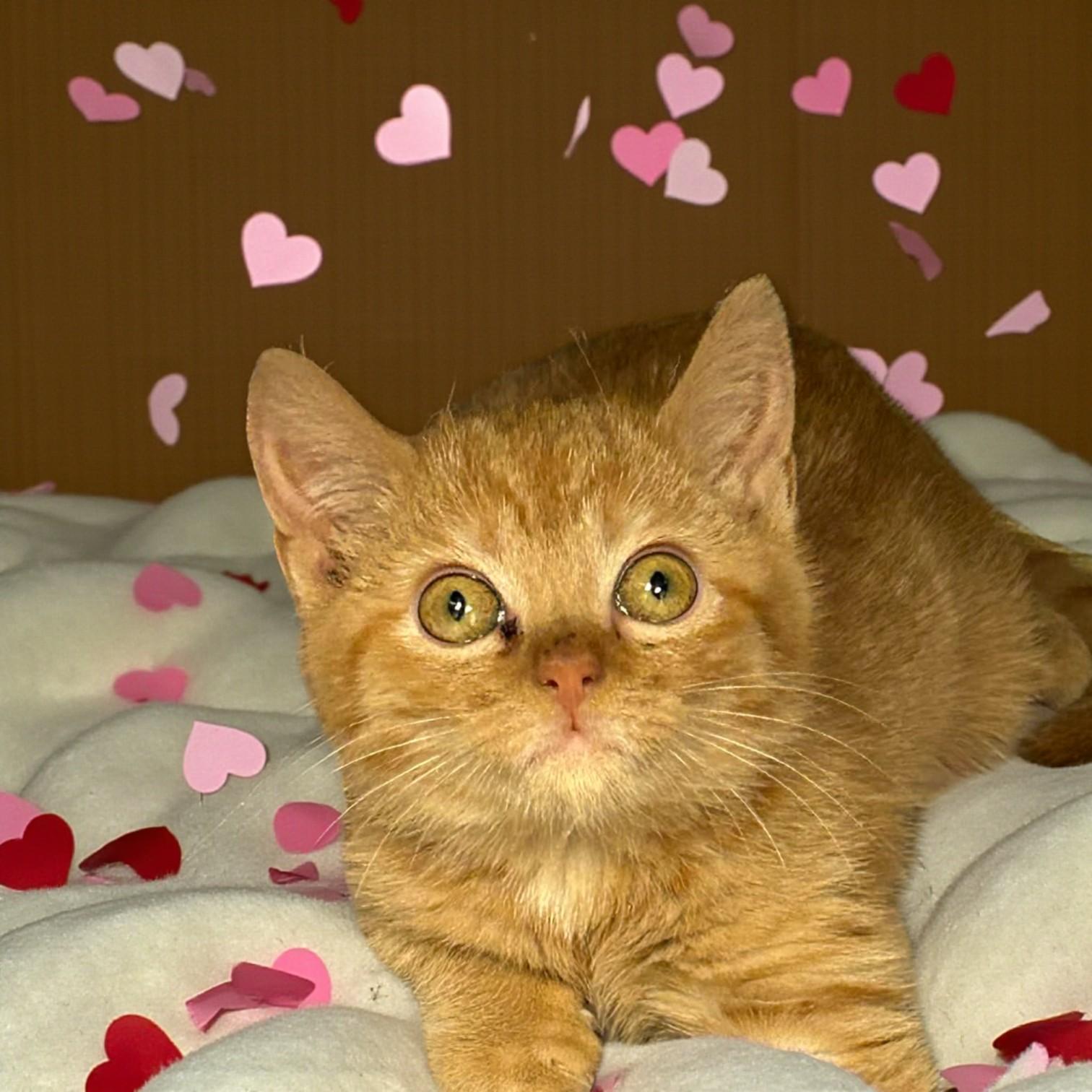 Frankie, an adopted Domestic Short Hair in Richmond, KY image 2/2