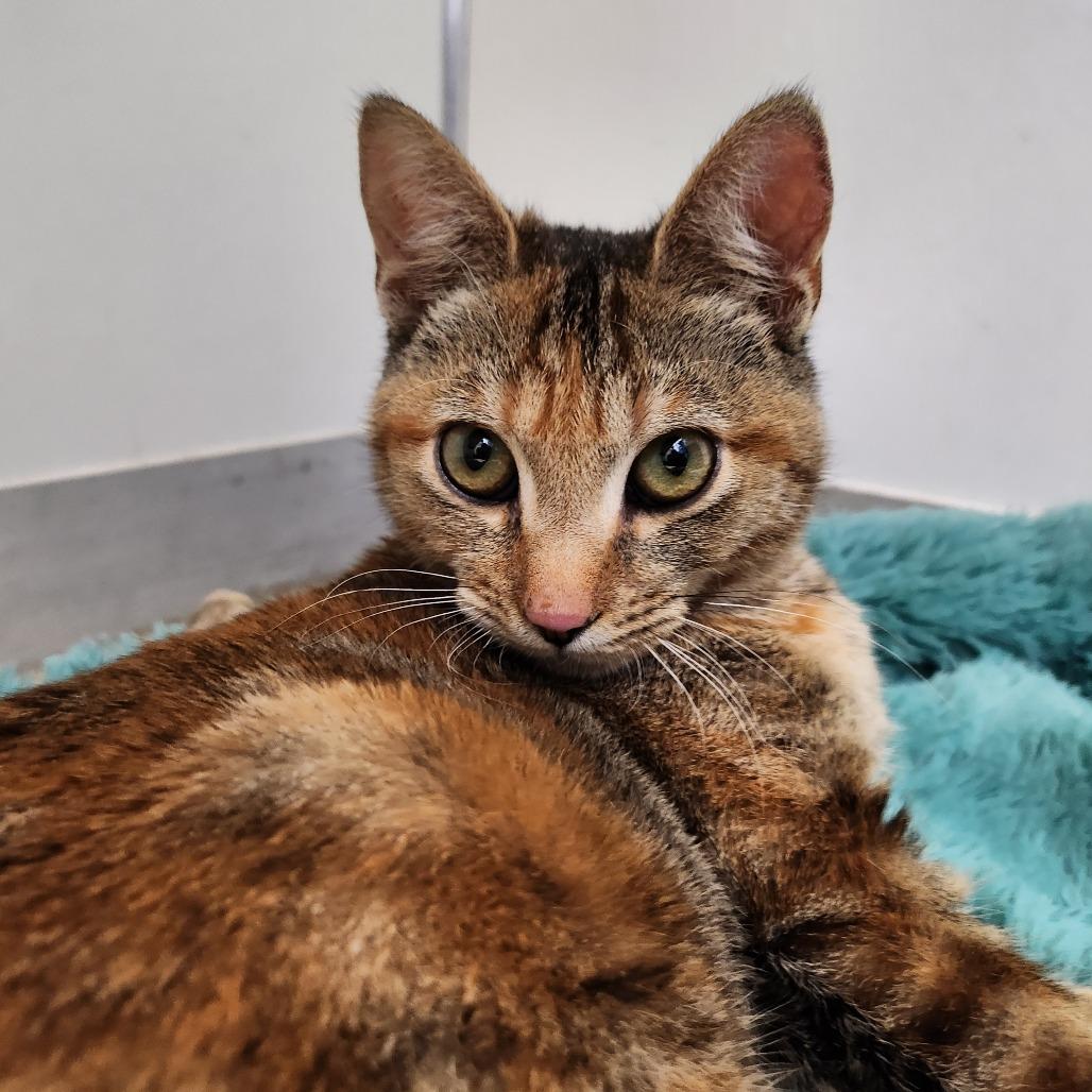 Indy — thumbnail 2